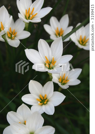 Thamas Dare 004 3199415