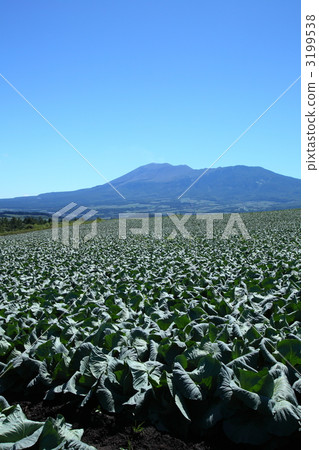 Cabbage field of Tsumagoi Plateau Cabbage field of Tsumagoi Plateau 3199538