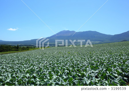 Cabbage field of Tsumagoi Plateau Cabbage field of Tsumagoi Plateau 3199539