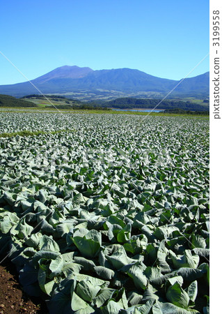 Cabbage field of Tsumagoi Plateau Cabbage field of Tsumagoi Plateau 3199558