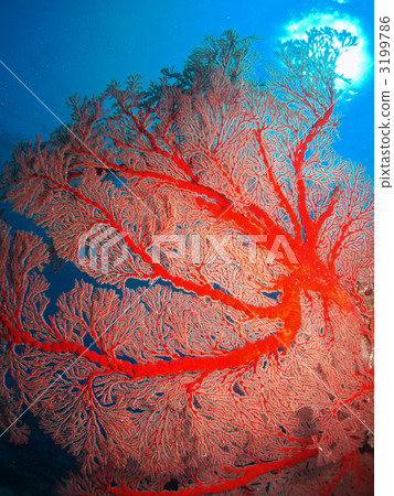 Isobana Ryukyus isobana Red Isobana Ryukyus isobana Red 3199786