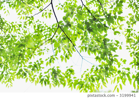 Fresh green of sunbeams through Fresh green of sunbeams through 3199941