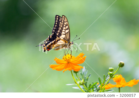 一隻鵪鶉 3200057