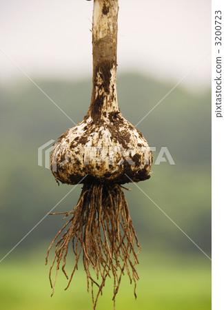 收穫的生根大蒜圖像素材 3200723