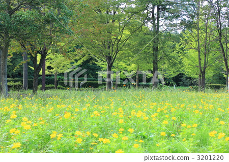 yellow cosmos, sulfur cosmos, flower garden 3201220