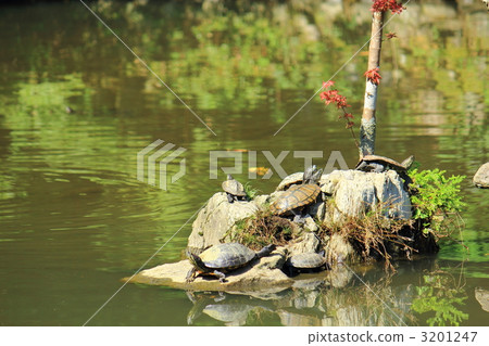 bask one's back in the sun, sunbathing on one's belly, turtle 3201247