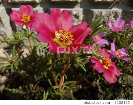 Pine needle of leaves like pine needle. 3202165