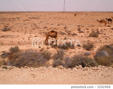 從西撒哈拉的窗口：駱駝（Tarfahya和Rayoun之間） 3202408