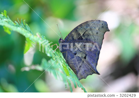 Black butterfly 3202429