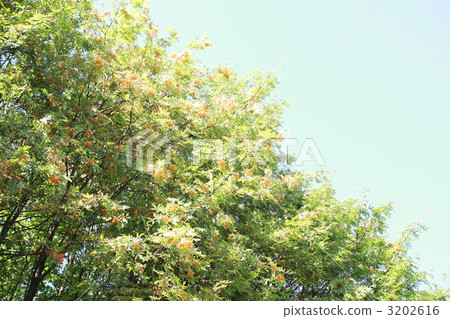 Rowan tree and blue sky in the park, red berries Rowan tree and blue sky in the park, red berries 3202616