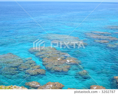 與論島 珊瑚 珊瑚礁 3202787