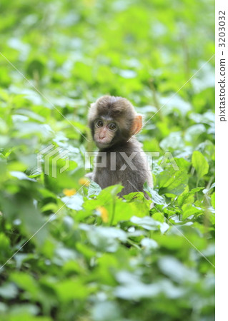 A monkey 3203032