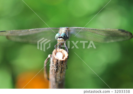 dragonfly dragonfly 3203338