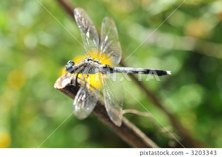 蜻蜓 3203343