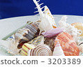 ☆ Sea Shell ☆ 3203389