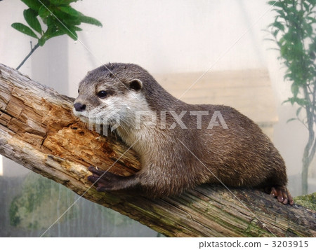 adventure world, otter, wakayama prefecture 3203915