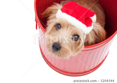 Norfolk Terrier's Christmas Norfolk Terrier's Christmas 3204344