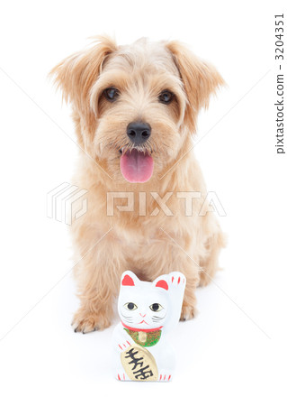 Norfolk terrier and lucky cat 3204351