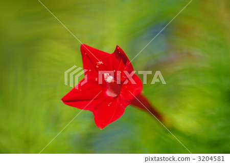 蔦蘿松 蔦蘿松 3204581