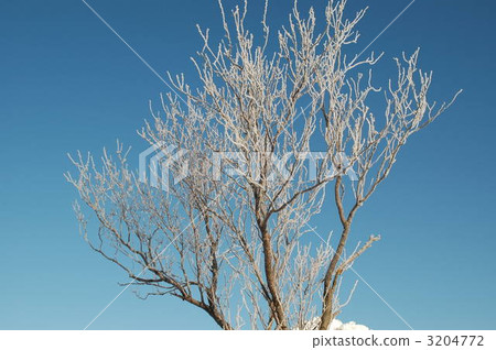 Morning of the north country 3204772