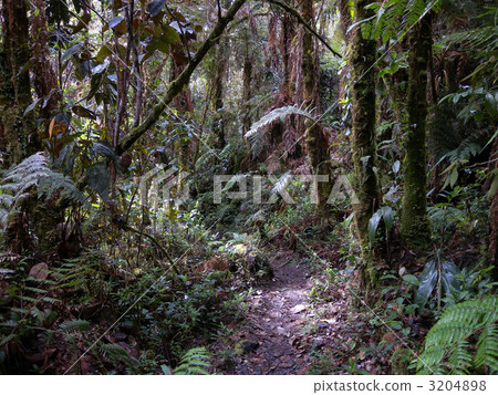 Jungle trail Jungle trail 3204898