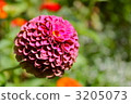 Pom ponderia 3205073