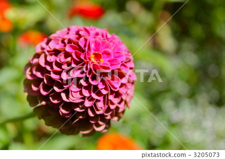 Pom ponderia Pom ponderia 3205073