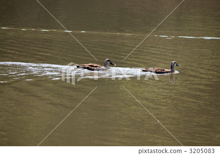 Two ducks Two ducks 3205083