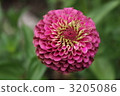 Pom ponderia 3205086
