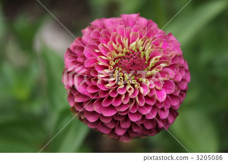 Pom ponderia Pom ponderia 3205086