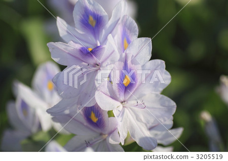 秸稈 莖 梗 3205519