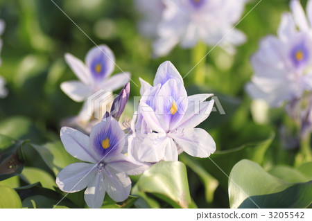 殖民地 簇 秸稈 3205542