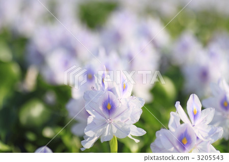 殖民地 簇 秸稈 3205543