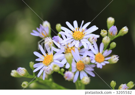 紫菀 菊科植物 紫菀科的 3205582