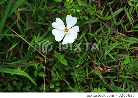 Flower bloom quietly at the base of Fuji Flower bloom quietly at the base of Fuji 3205625