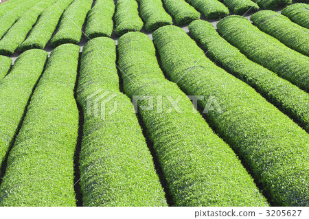 Tea plantation Tea plantation 3205627