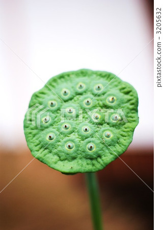 Vertical position of a vivid green immature lotus Vertical position of a vivid green immature lotus 3205632