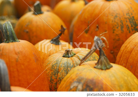 cucurbita, Gourd Family, pumpkin 3205633