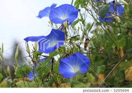 日本牽牛花 牽牛花 旋花科 3205694