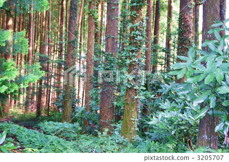 Leaves of ivy and entangled with hinoki no mori and old trees · Horizontal position 3205707