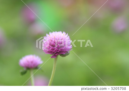 amaranthaceae, strawberry fields, globe amaranth 3205708