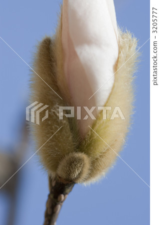 Magnolia bud Magnolia bud 3205777