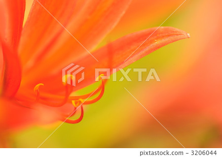 雄蕊 百合 百合花 3206044