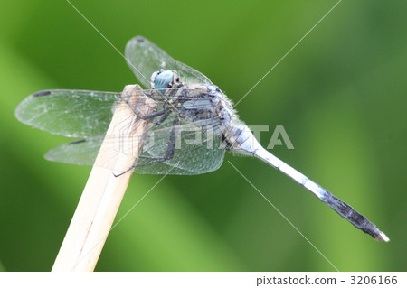 Shioaratombo的休息 3206166