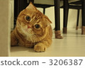 Scottish fold kitten malo 3206387
