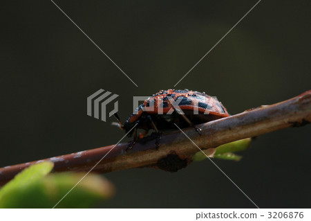 leaf beetle, mimicry, mimesis 3206876