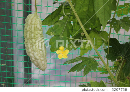 白色戈雅1 3207736