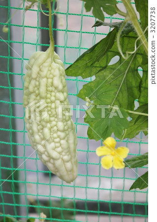 白色戈雅2 3207738