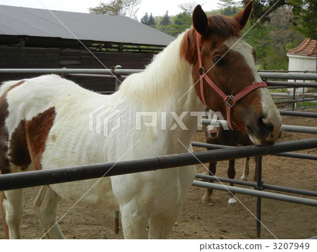 Kronenberg的馬 3207949