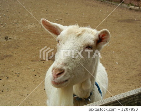 Kroneenberg的山羊 3207950